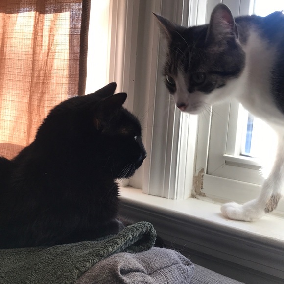 Posh Assistants - Picture 3 of 3